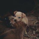 마음가득동물병원 이미지