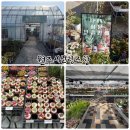 UR(원주시)-[동부순환로]-하-1 | 원주가볼만한곳 "원주시산림조합" sj화원, 가드닝샵