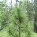 왕솔농장 이미지