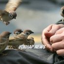 참새