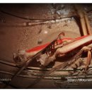 스시회관 이미지