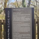 오등동 왕벚나무 이미지
