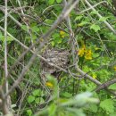 숲속작은집 이미지