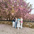 와룡길 | 🌸 [사천 여행] 분홍빛 솜사탕 같은 청룡사 겹벚꽃 (2026 개화 상황 + 작년 후기)