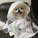 이야웅..와이요와