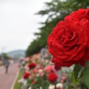 오십천로 이미지