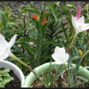 아마릴리스 이미지