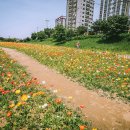 오산천 산책로 이미지