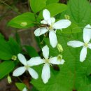 화전민촌 이미지