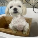 내 강아지 미용실 이미지