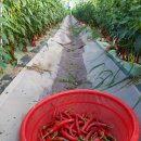 큰바구니 이미지