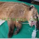 리틀쥬동물의료원 이미지