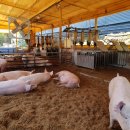 행복한농장 이미지