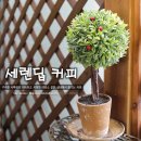 세렌딥카페