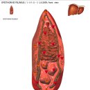 고양이 간흡충 opisthorchiasis 이미지