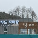 마루목장 | 강원도 평창 대관령 양떼목장 겨울 방문 후기 입장료 먹이주기 체험