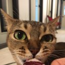 위대한캣츠빌 이미지