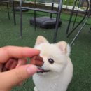 애견친구 이미지