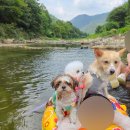 한산민박 | 충북 애견동반 계곡 평상대여 : 제천 능라도민박 방문후기!