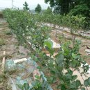 주식농장 이미지