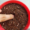 산림약국 | [다이소] 방울토마토 재배세트 솔직후기(ft.과연 싹이 날까?)