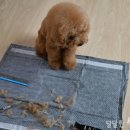 까망 곰 젤리 이미지