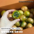 짭짤이토마토 제철 효능 보관방법 땡큐파머스 내돈내산 후기