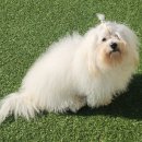 Coton4u 네이버블로그