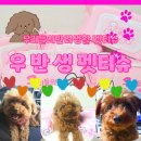 우리펫 | 강아지 필수템 반려동물 전용 물티슈 찾는다면, 우리들의반려생활 펫티슈 10팩 후기