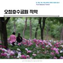 청주 오창호수공원 작약 명소, 5월 활짝핀 꽃 지금이 절정