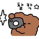 똑똑독 펫살롱 이미지