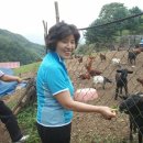 북배산흑염소농장 이미지