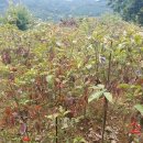 다목농장 이미지