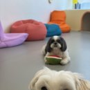 하이뭉치 유치원 이미지