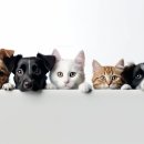 조은 동물병원 이미지