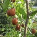 대추나무 이미지