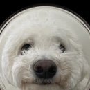 도기크루#