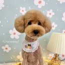 그루멍(groomung) 이미지