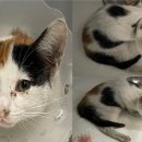 최석주내과의원 이미지