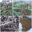 수배농장 이미지