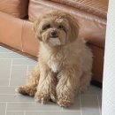 왓츠그루멍 다산 애견미용실 이미지