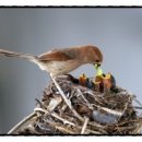 뻐꾸기PC 이미지