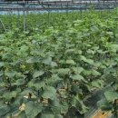 구름농장 이미지