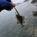 [24.11/10] 충남 서산 우럭 포인트 탐사낚시 후기