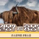 붉은황소 이미지