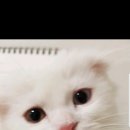 #오드아이 이미지