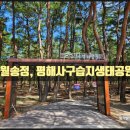 월송정 | 평해사구습지생태공원] 초등학생 아이들과 울진 여행 중에 월송정과 생태공원까지 둘러본 방문 후기
