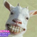 애영동행
