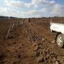 팽나무 농장 이미지