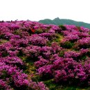 합천군 황매산(1108m) 이미지